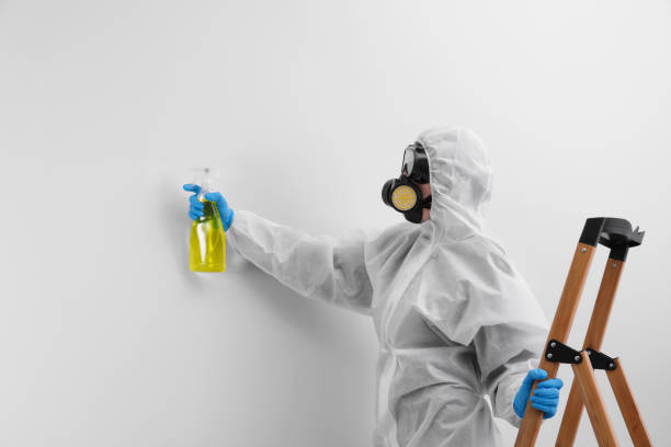 Best Black Mold Removal  in Hicksville, NY